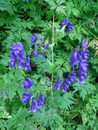 Aconitum Variegatum